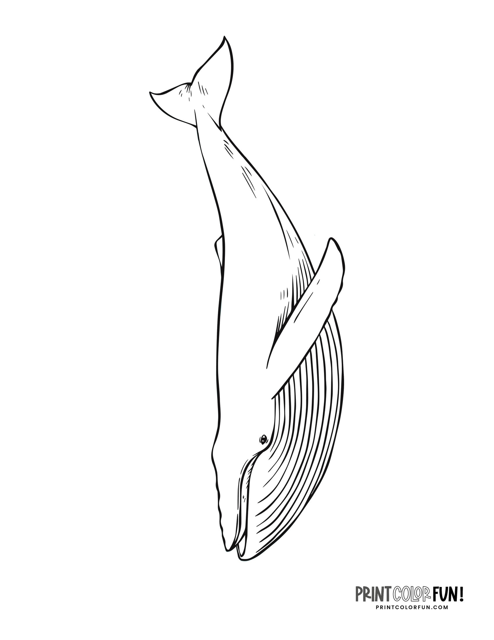 12 Whale Drawings U0026 Clipart Add A Splash Of Creativity U0026 Fun To Worksheets Library