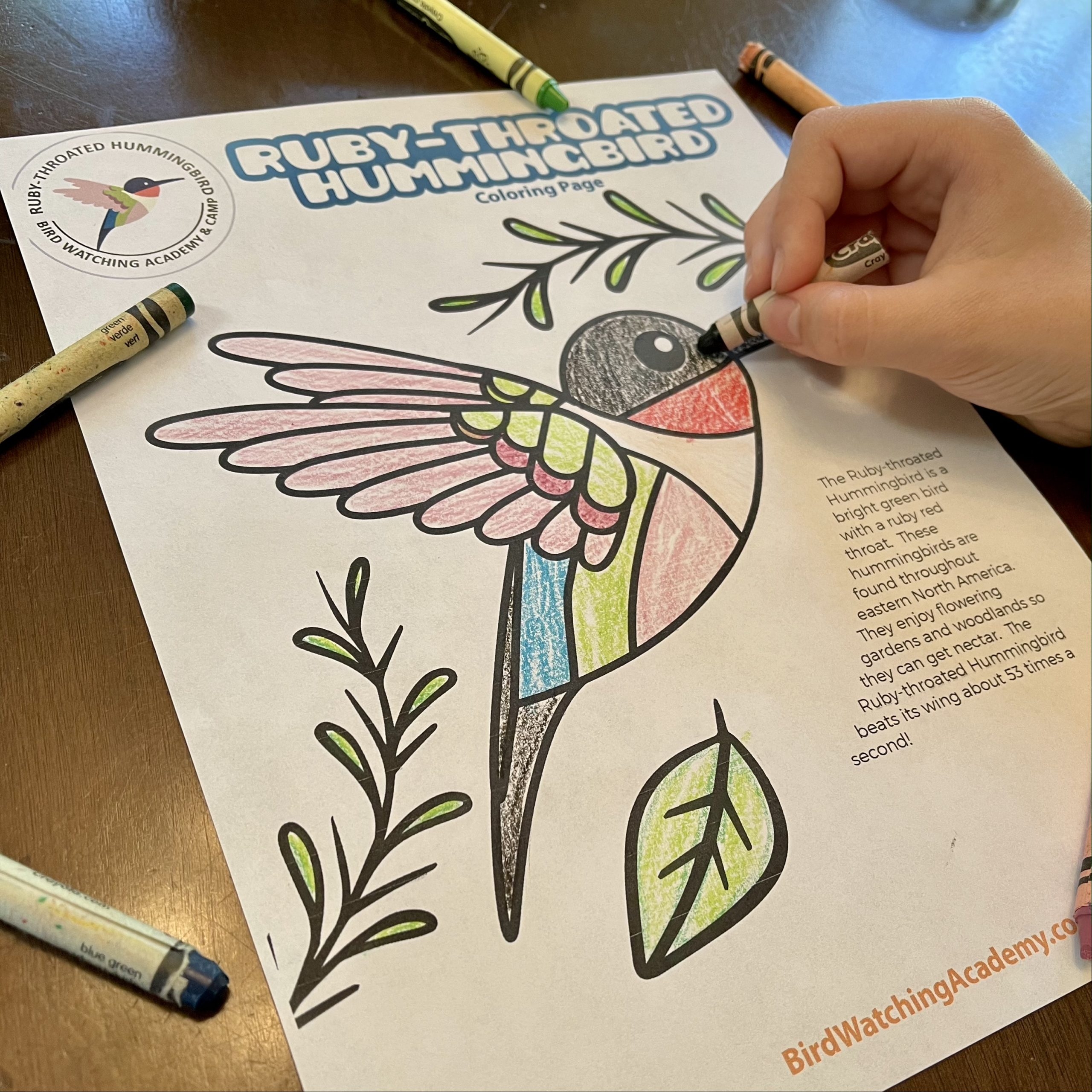 Bird Coloring Pages Bird Watching Academy