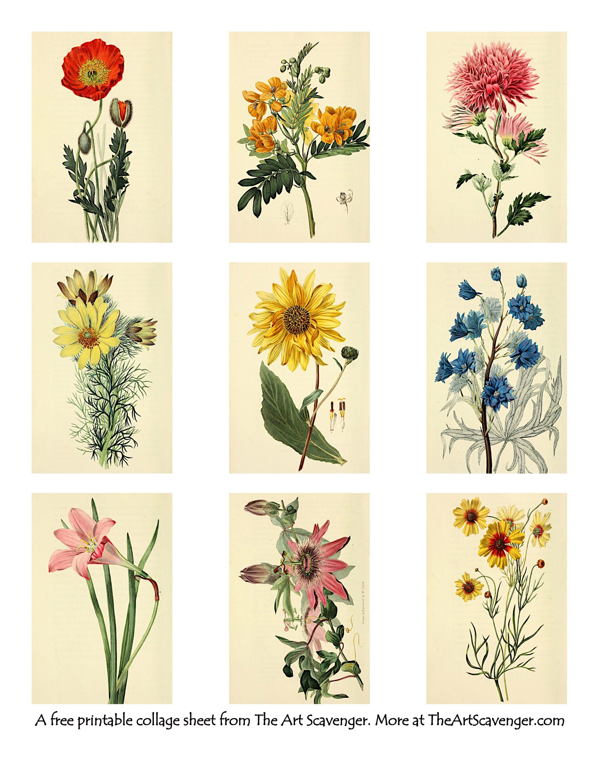 Free Vintage Flower Illustration Collage Sheet Printables The 