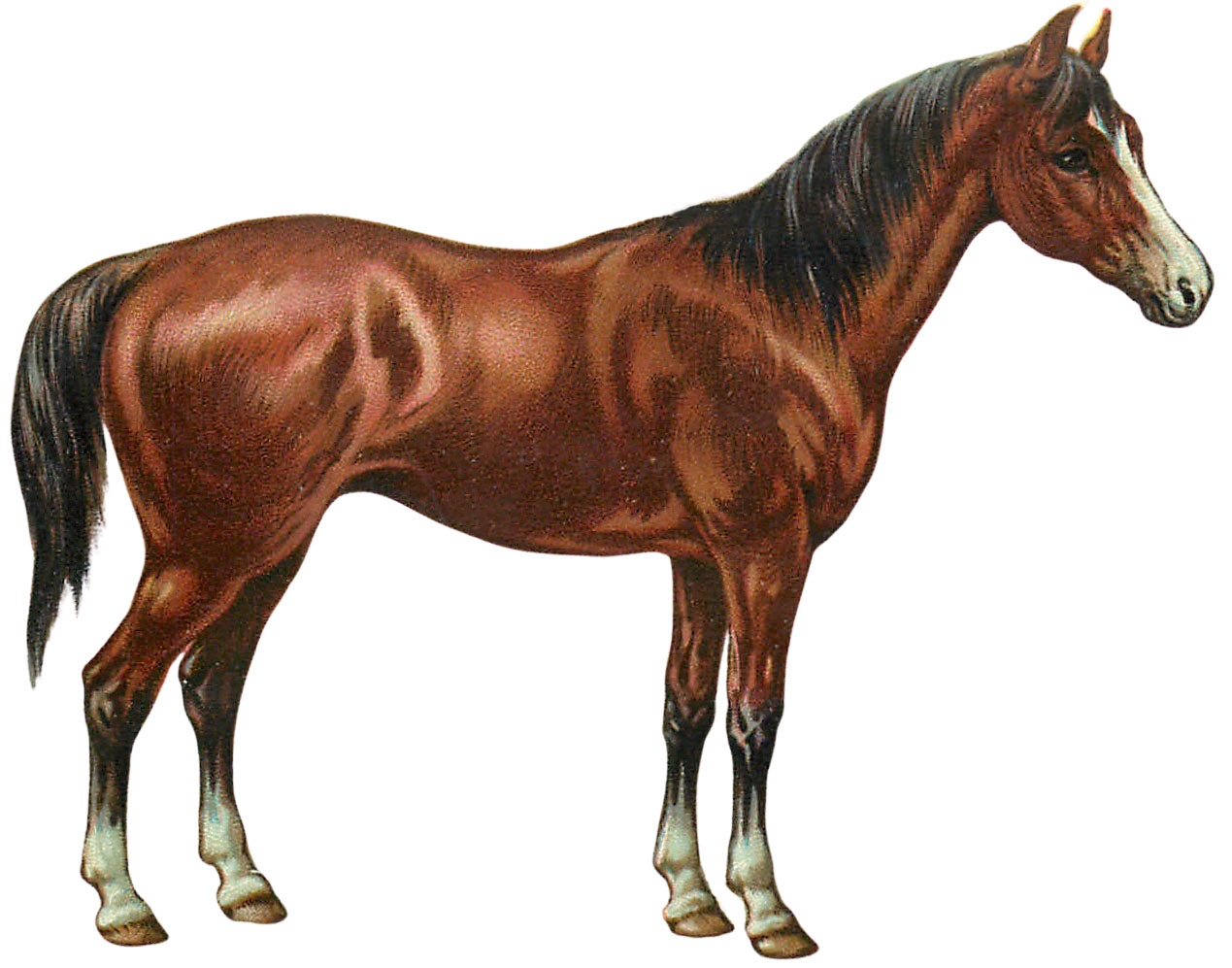 Free Printable Horse Pictures
