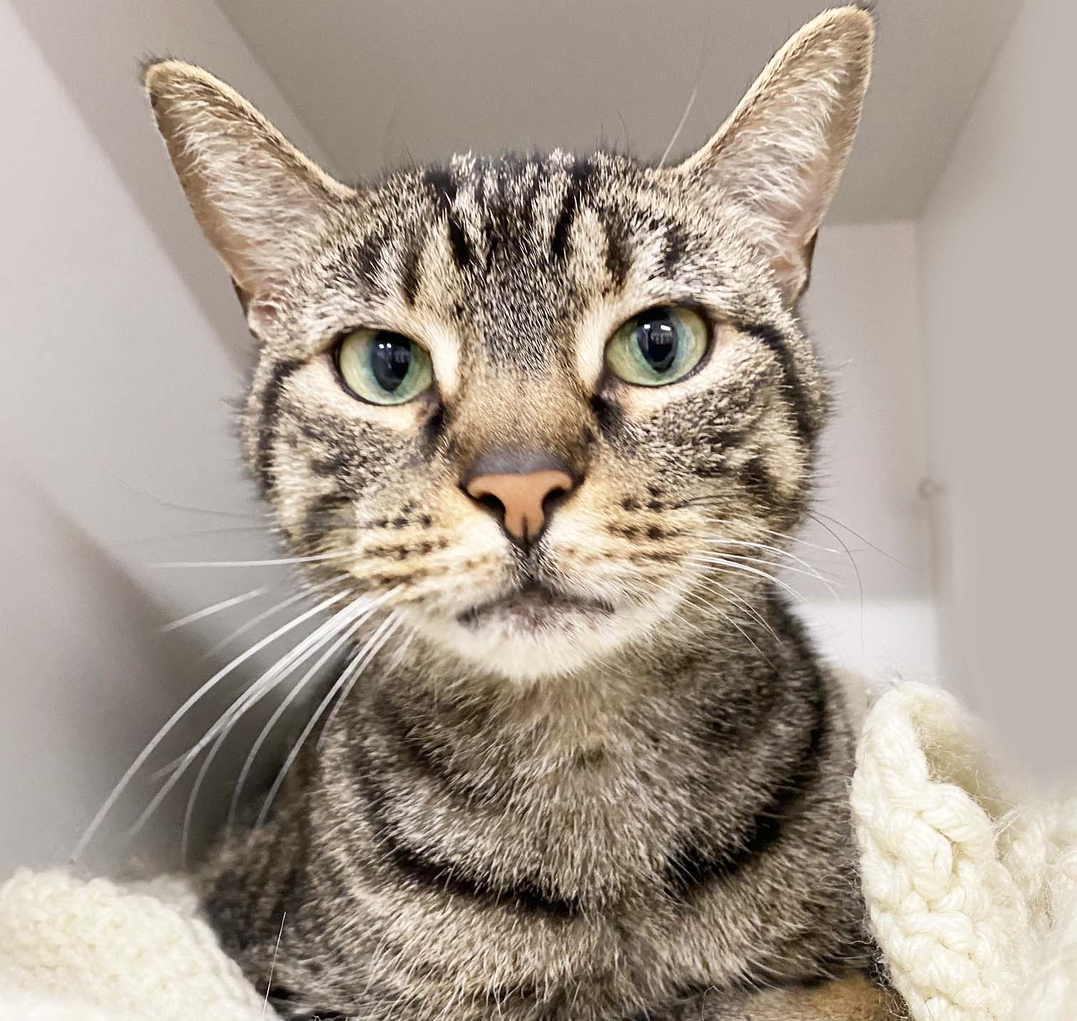 Free Printable Cat Adoption Application Template