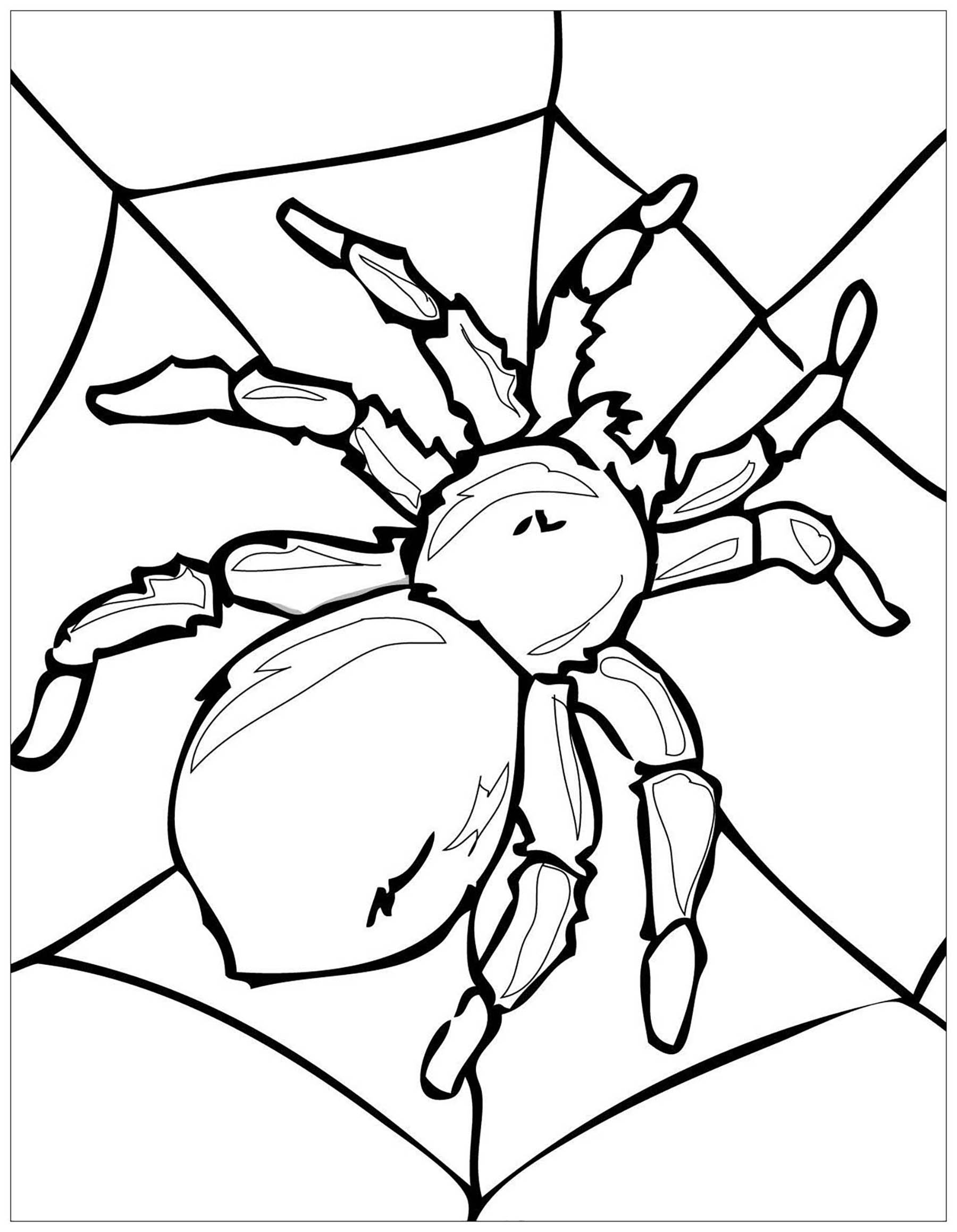Free Printable Spider Coloring Pages