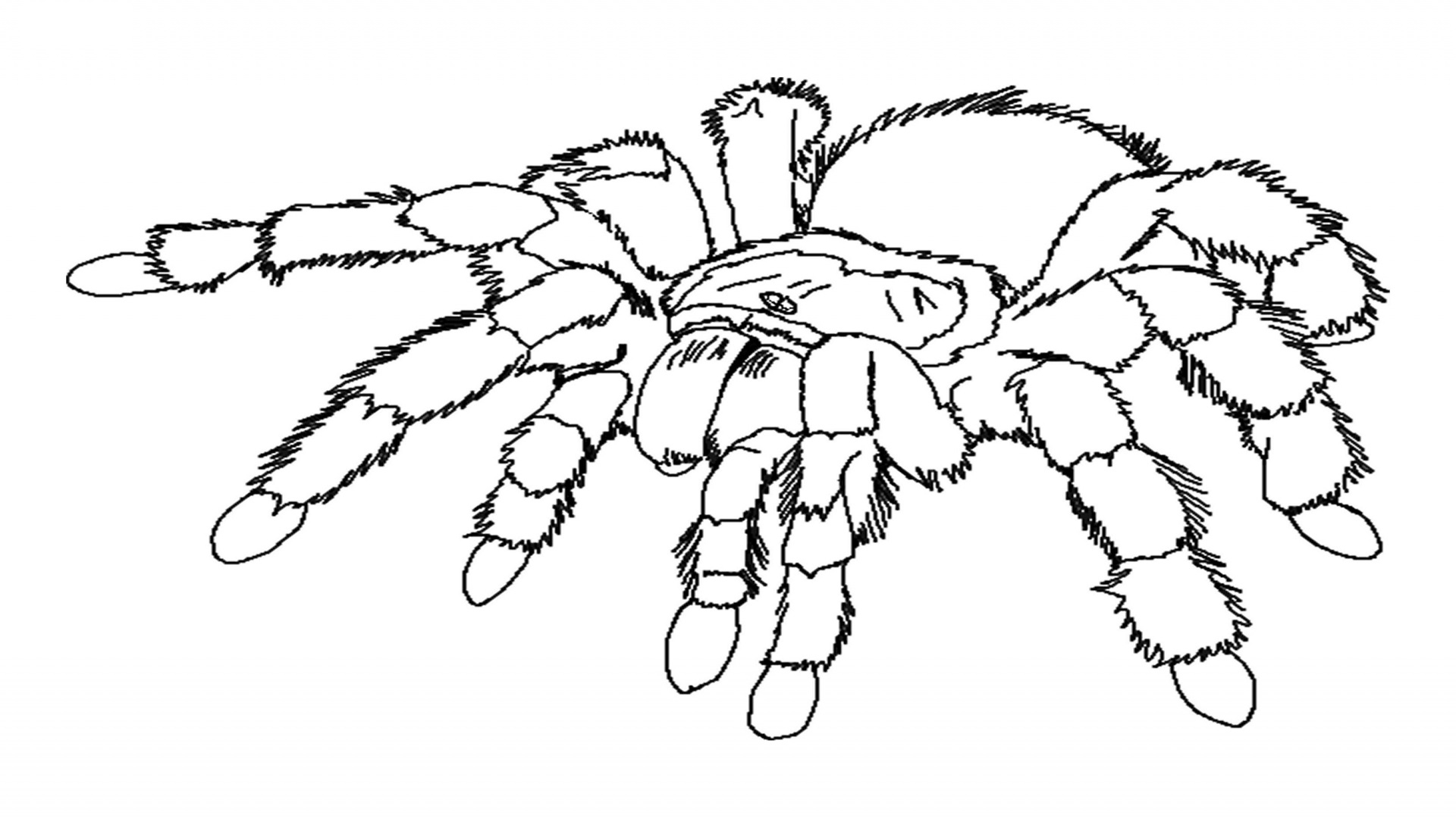 Spider 586 Animals Free Printable Coloring Pages