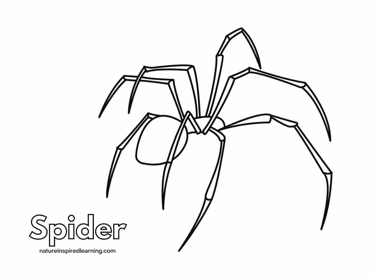 Spider Coloring Pages Nature Inspired Learning