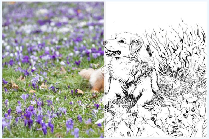 Photo Into Coloring Page Free