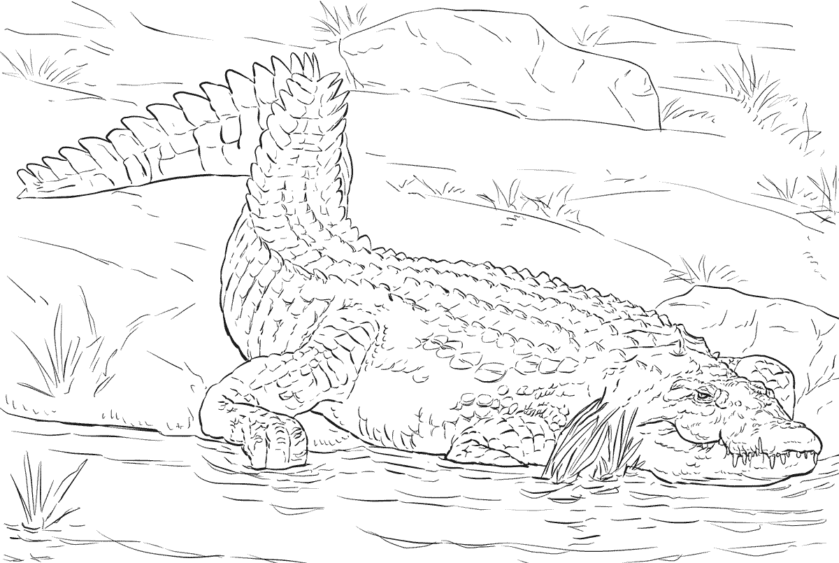 Real Animal Pictures To Color - Realistic crocodile coloring page for kids featuring a crocodile resting by the water