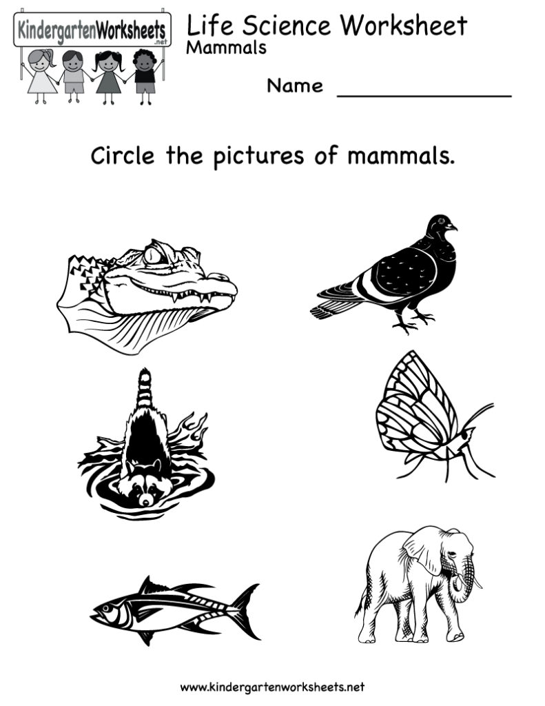 Science Worksheets For Kindergarten Free Printable - Worksheets Library