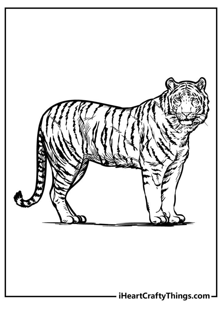 Zoo Animals Coloring Pages – Majestic Tiger Majestic tiger coloring page showcasing detailed line art